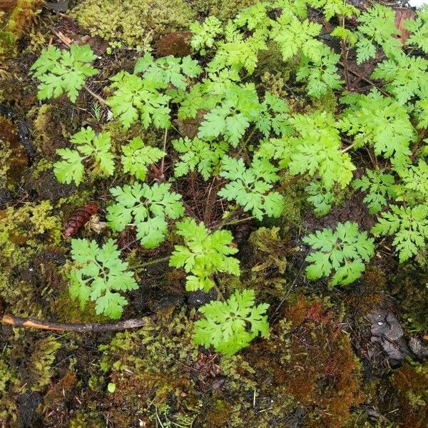 Geranium robertianum Lehti