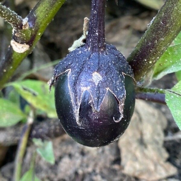 Solanum melongena Froito