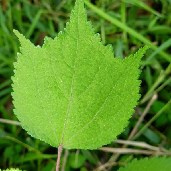 Triumfetta rhomboidea Leaf