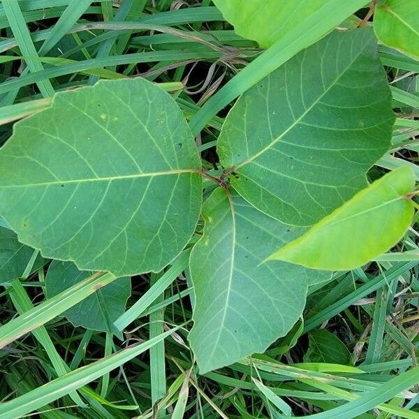 Toxicodendron rydbergii Deilen