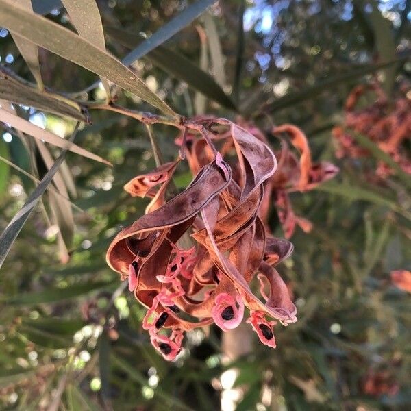 Acacia retinodes Frucht