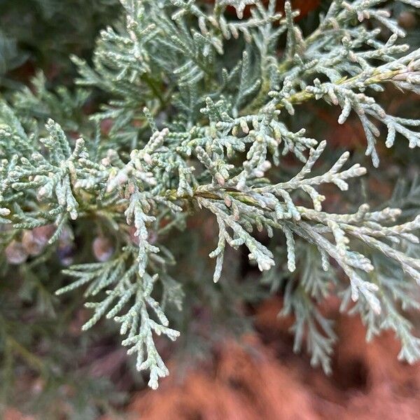 Juniperus scopulorum Лист