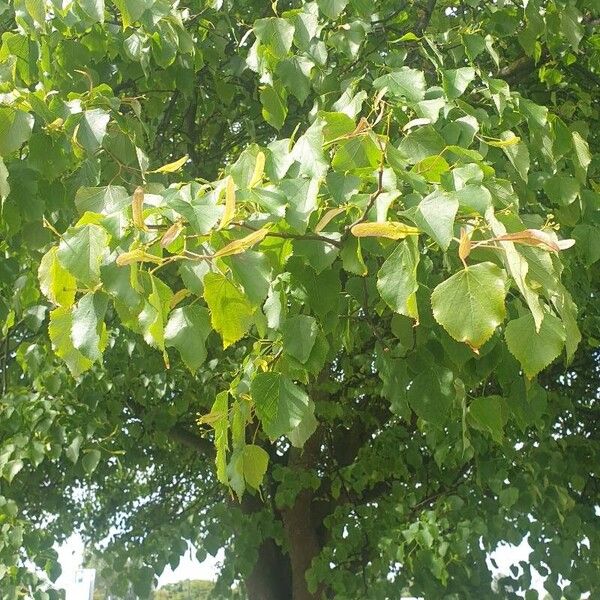 Tilia cordata Feuille