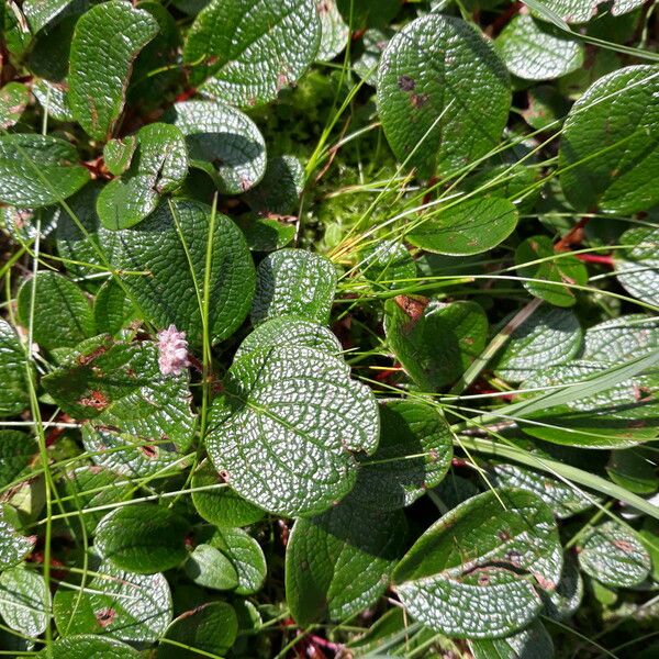 Salix reticulata Blad