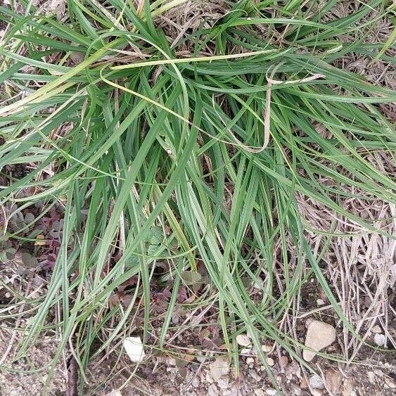 Carex spicata Blatt