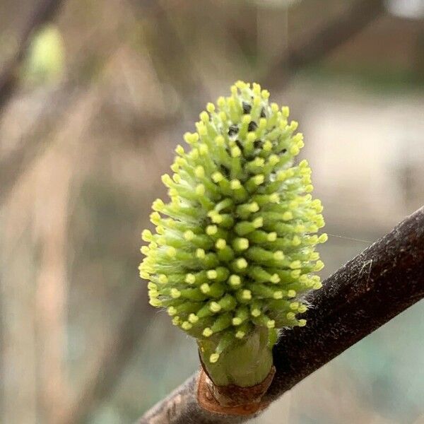 Salix sitchensis Kvet