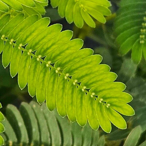 Mimosa pudica Ліст