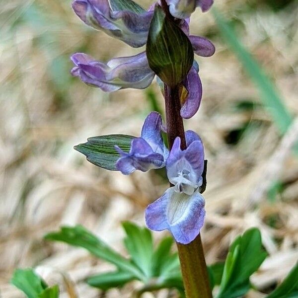 Corydalis cava Flower