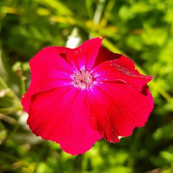 Silene coronaria Květ