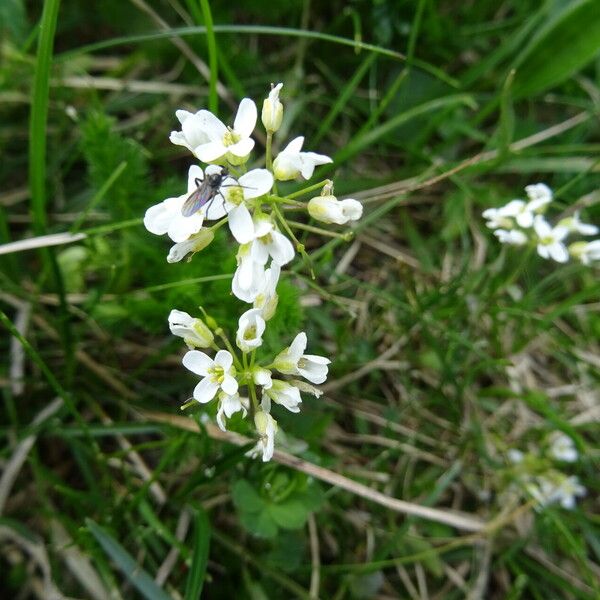 Arabidopsis halleri ফুল