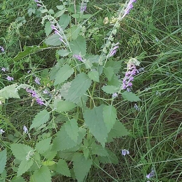 Scutellaria columnae Vivejo