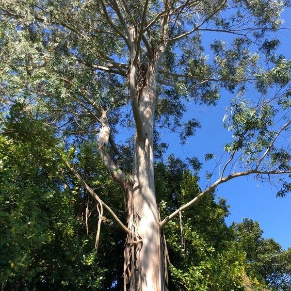 Eucalyptus tereticornis Rhisgl