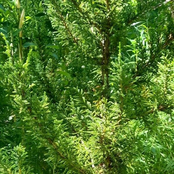 Pilgerodendron uviferum موطن