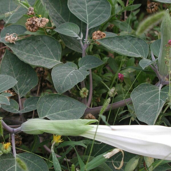 Datura wrightii Flor