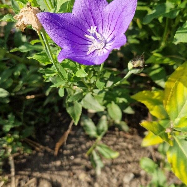 Platycodon grandiflorus Žiedas