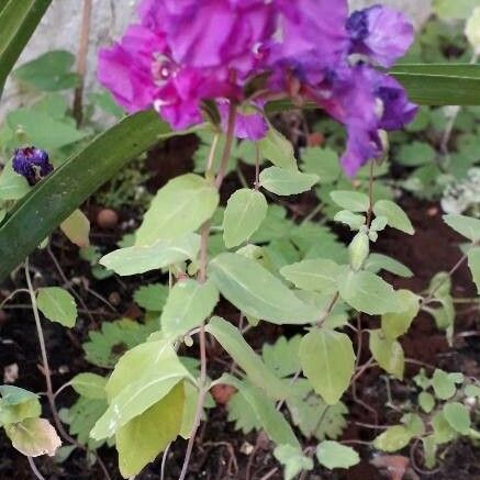 Clarkia unguiculata Leaf