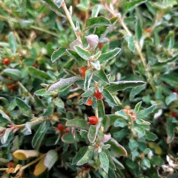 Atriplex semibaccata ഫലം