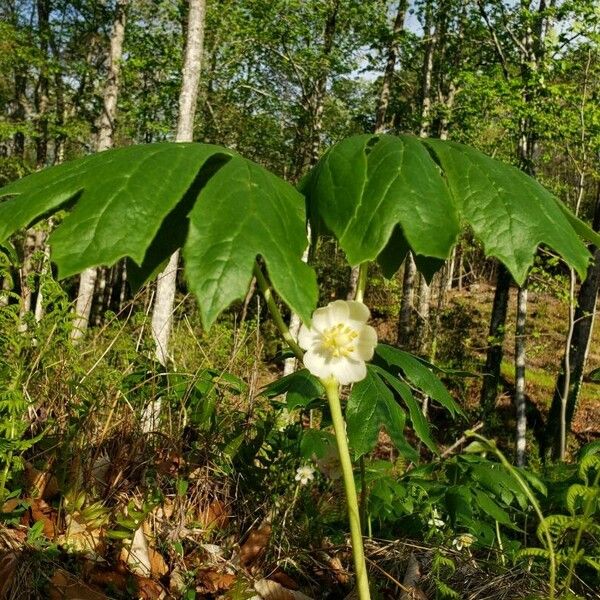 Podophyllum peltatum Blomst