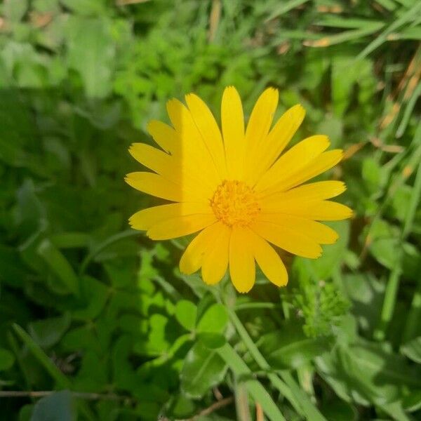 Calendula maritima Lorea