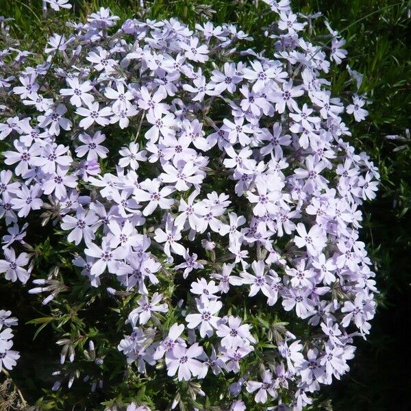 Phlox subulata Staniste