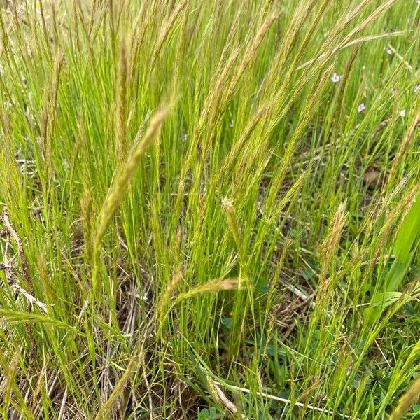 Festuca myuros Flower