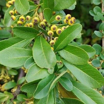 Pyracantha coccinea Levél