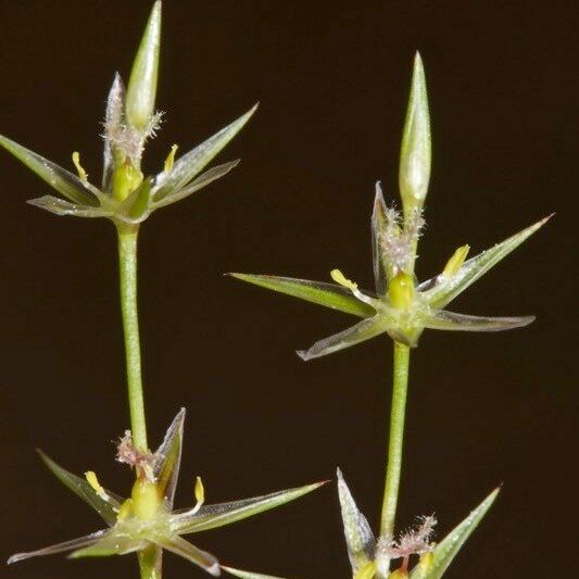 Juncus bufonius Fruto