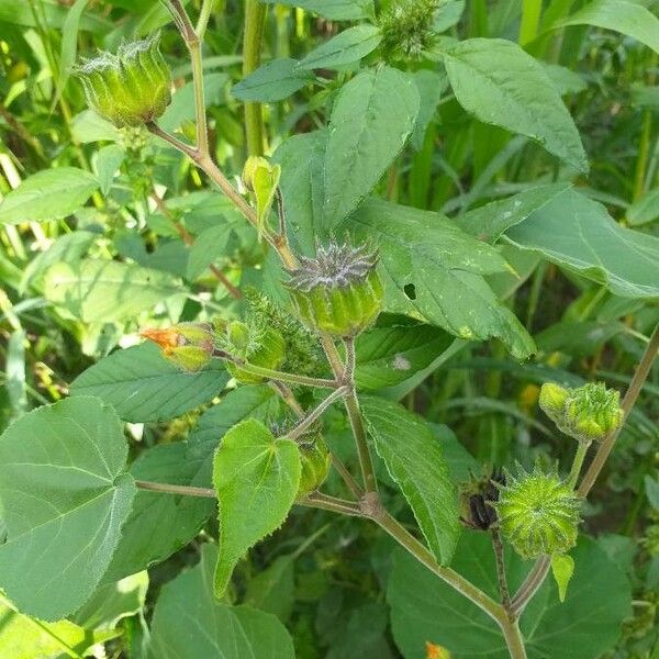 Abutilon theophrasti 果實