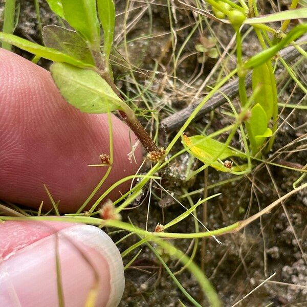 Cyperus subsquarrosus Bark