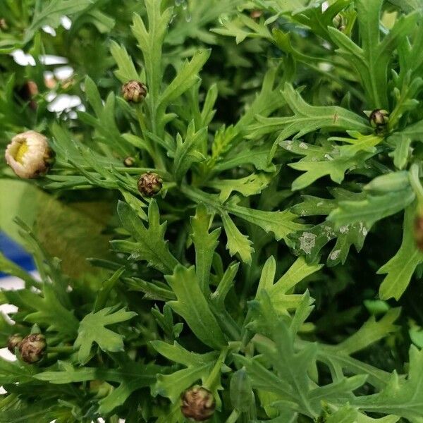 Argyranthemum frutescens Leaf