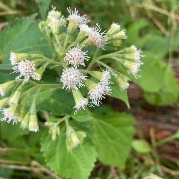 Ageratina altissima Квітка