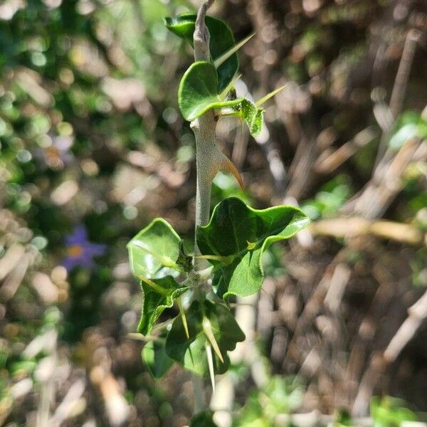 Solanum arundo Leaf