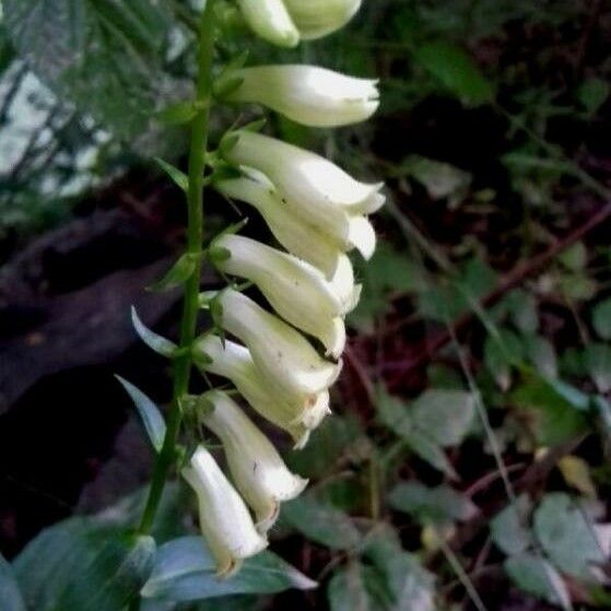 Digitalis lutea Leaf