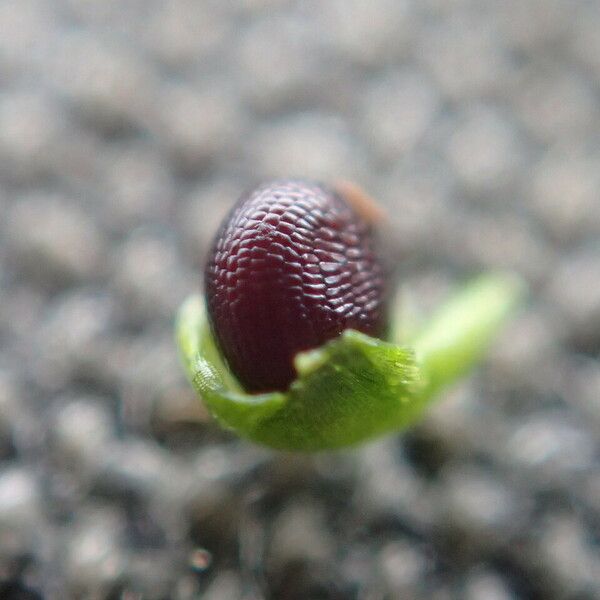 Montia fontana Fruit