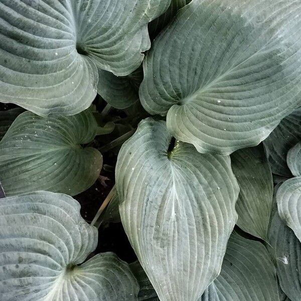 Hosta sieboldiana Blad