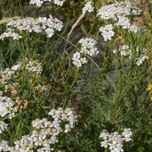 Achillea chamaemelifolia Хабит