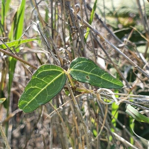 Wajira grahamiana Leaf