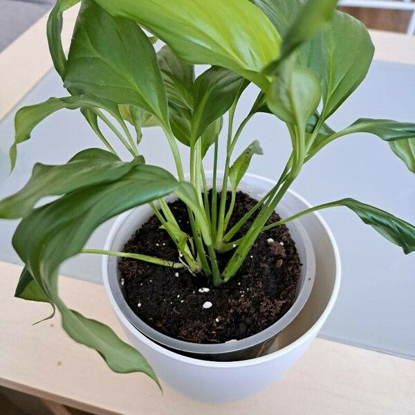 Spathiphyllum floribundum Liść