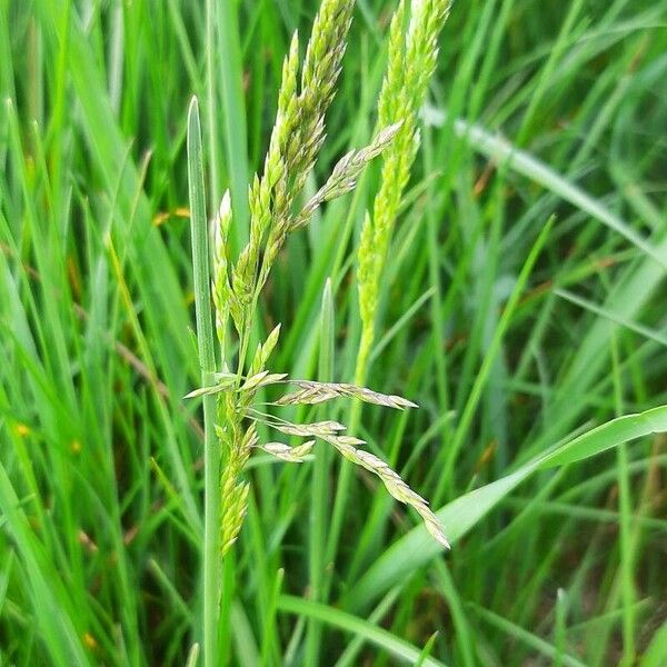 Poa trivialis Flor