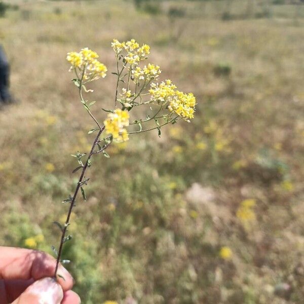 Odontarrhena muralis Floare