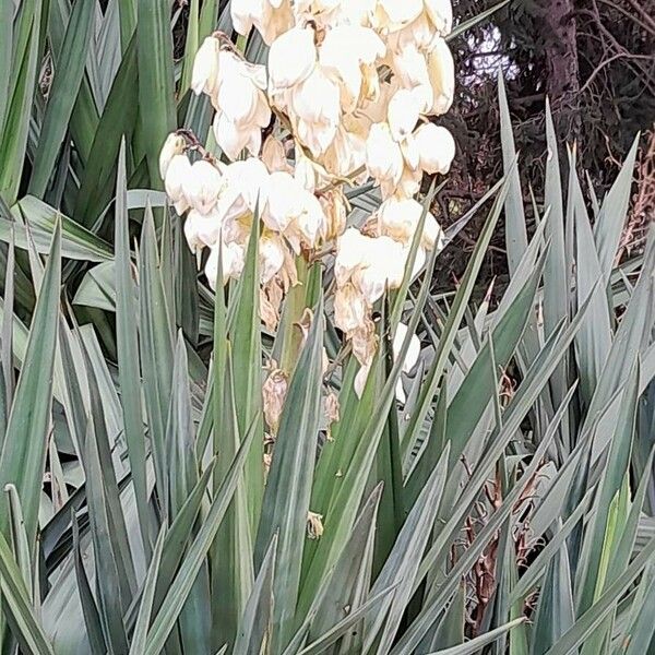 Yucca gloriosa Natur