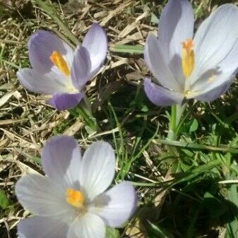 Crocus corsicus ফুল