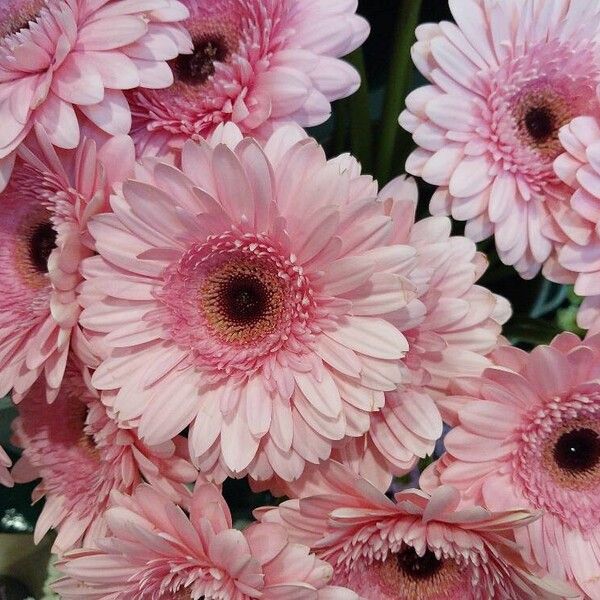 Gerbera jamesonii Flower