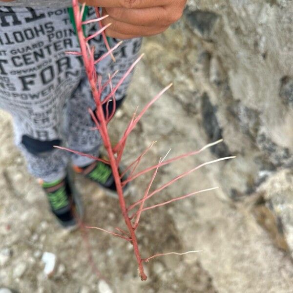 Myriophyllum alterniflorum পাতা