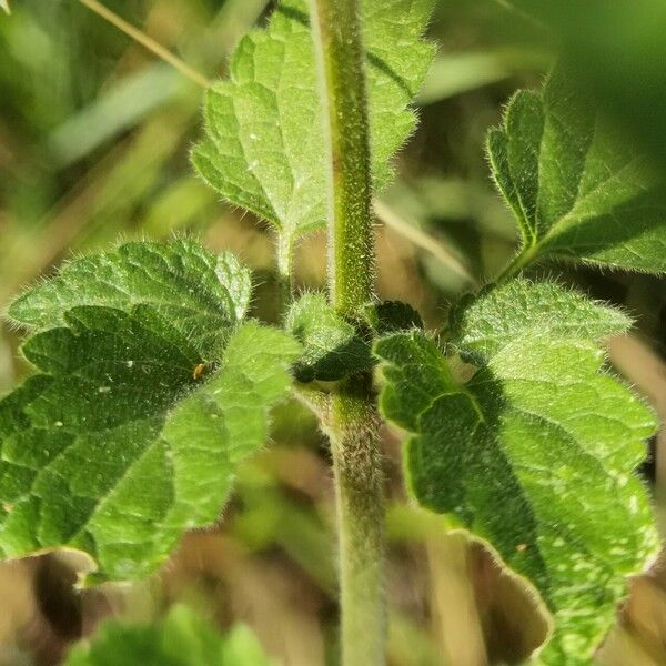 Scutellaria columnae Φύλλο