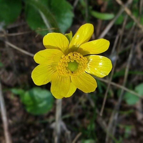 Ranunculus bullatus ফুল