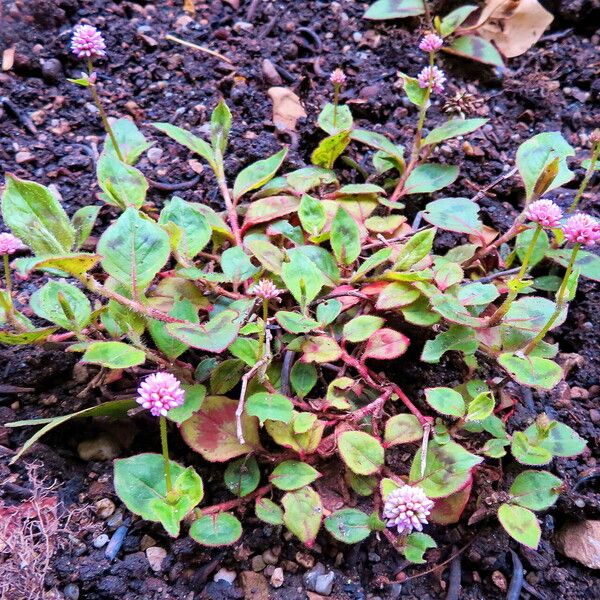 Persicaria nepalensis Blodyn