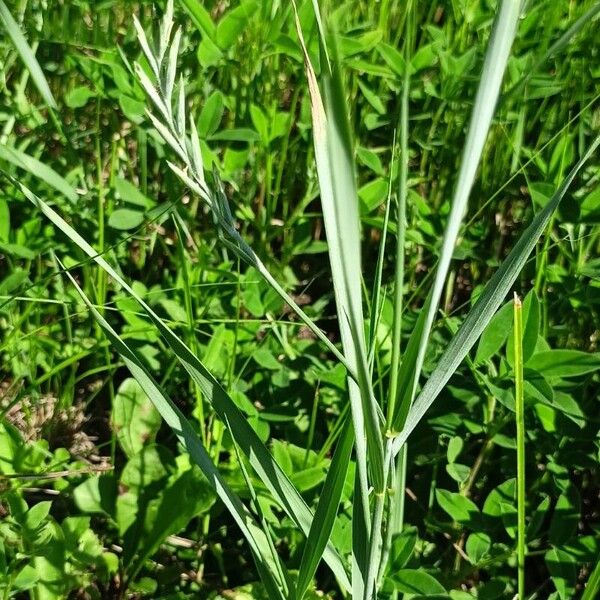 Elymus repens Leaf