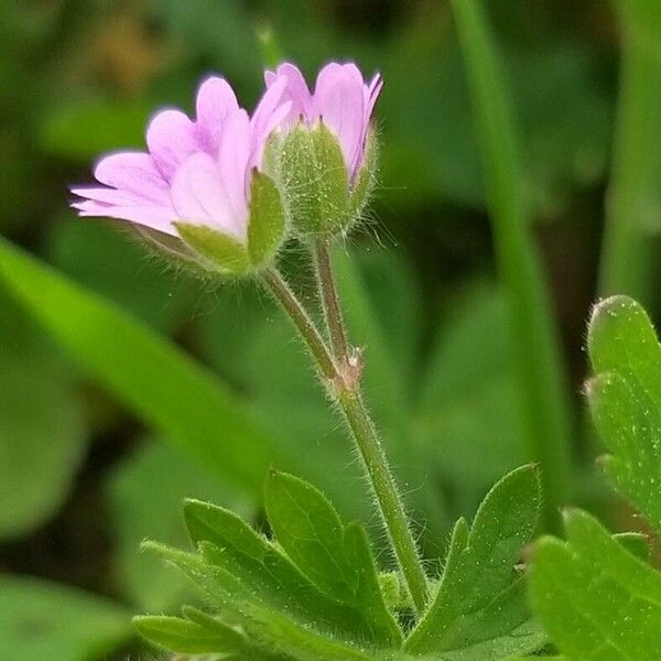 Geranium pusillum Blomst