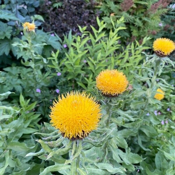 Centaurea macrocephala Flower